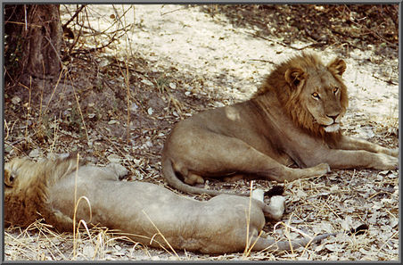 Löwen Chobe Nationalpark